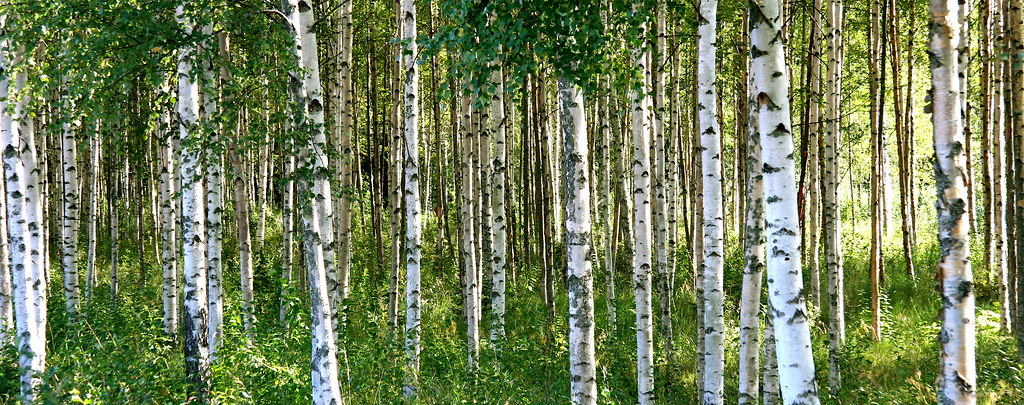 Grove of Birch trees