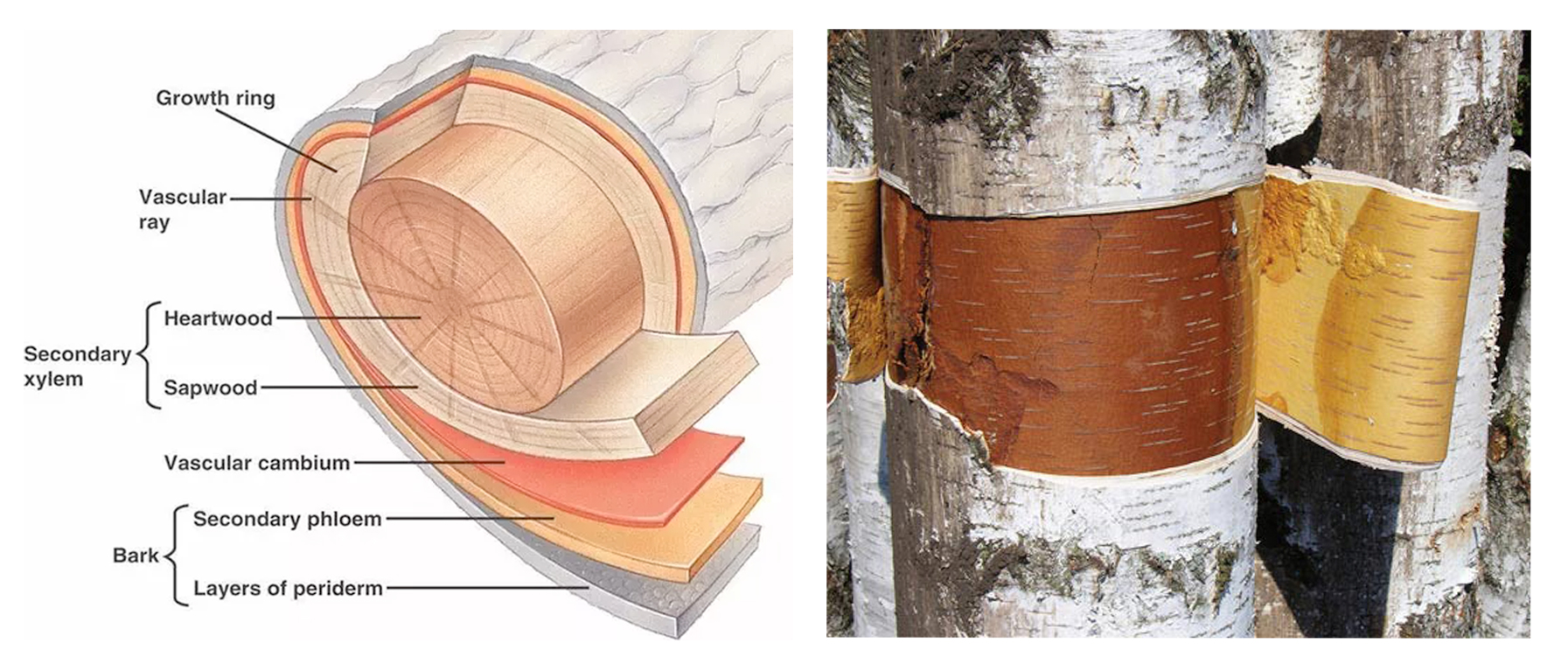 Diagram showing the Birch bark Layers